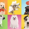 Trefl - Dogs - 500 Piece Jigsaw Puzzle Online