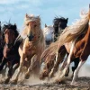 Trefl - Galopping Horses - 1000 Piece Jigsaw Puzzle New