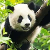 Trefl - Giant Panda - 500 Piece Jigsaw Puzzle Discount