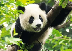 Trefl - Giant Panda - 500 Piece Jigsaw Puzzle Discount