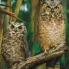 Trefl - Owls - 1000 piece jigsaw puzzle Fashion