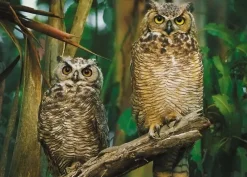 Trefl - Owls - 1000 piece jigsaw puzzle Fashion