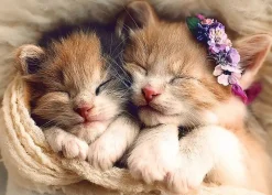 Trefl - Sleeping Kittens - 500 Piece Jigsaw Puzzle Best