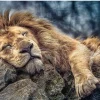 Trefl - Sleeping Lion - 1000 piece jigsaw puzzle Discount