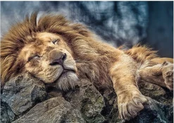 Trefl - Sleeping Lion - 1000 piece jigsaw puzzle Discount