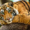 Trefl - Tiger - 500 Piece Jigsaw Puzzle Clearance